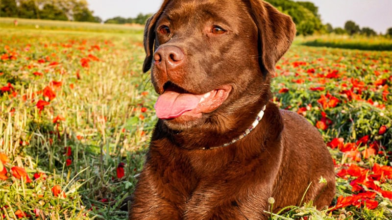 Die Hunde in der Hundeschule Ataraxia-Dogs