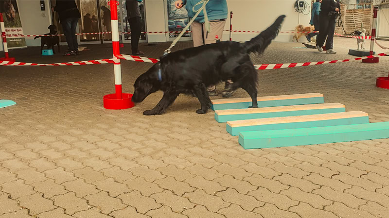 Hundeschule Ataraxia-Dogs für Brandenburg und Berlin Minddog®-Training Hundeschule Ataraxia-Dogs für Brandenburg und Berlin Minddog®-Training