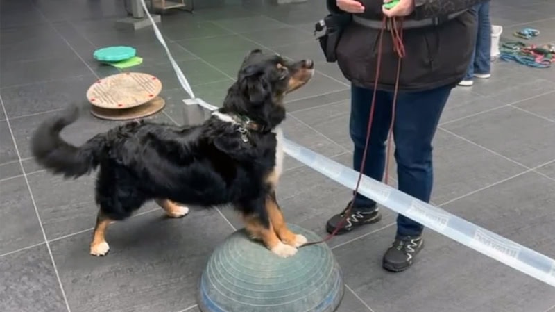 Minddog®-Training Hundeschule Ataraxia-Dogs für Berlin und Brandenburg Minddog®-Training Hundeschule Ataraxia-Dogs für Berlin und Brandenburg