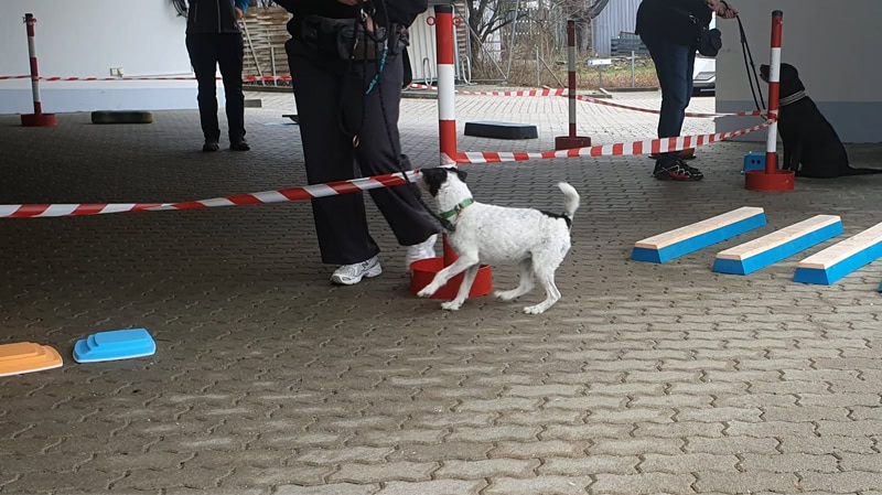 Minddog®-Training Hundeschule Ataraxia-Dogs für Brandenburg und Berlin Minddog®-Training Hundeschule Ataraxia-Dogs für Brandenburg und Berlin