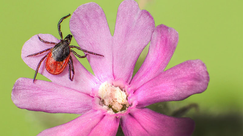 Zecken – Kleine Blutsauger mit großer Wirkung